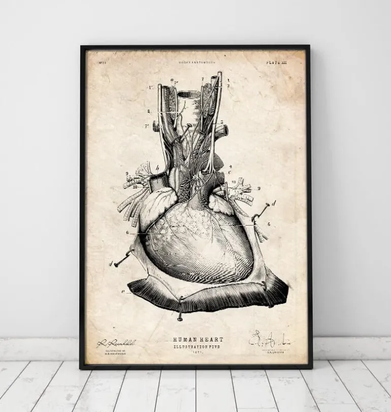 Art d'anatomie cardiaque III