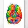 Art d'anatomie cérébrale III - Aquarelle