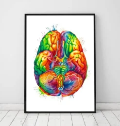 Art d'anatomie cérébrale III - Aquarelle