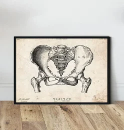 Art d'anatomie du bassin féminin