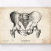 Art d'anatomie du bassin masculin