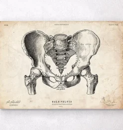 Art d'anatomie du bassin masculin