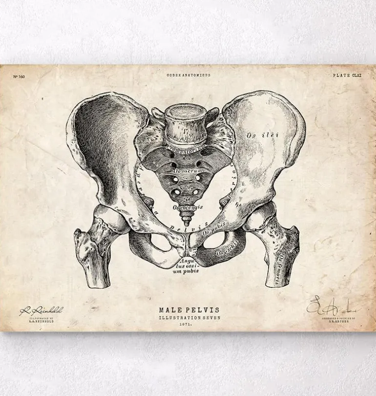Art d'anatomie du bassin masculin