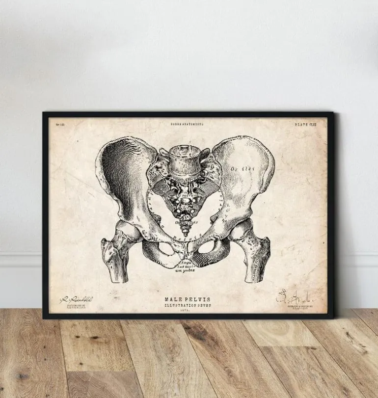 Art d'anatomie du bassin masculin