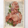 Art d'anatomie du corps masculin - Ancien dictionnaire