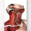 Art d'anatomie du cou géométrique