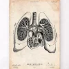 Art d'anatomie du cœur et des poumons V
