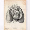 Art d'anatomie du cœur et des poumons I