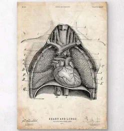 Art d'anatomie du cœur et des poumons II