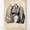 Art d'anatomie du cœur et des poumons IV