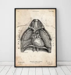 Art d'anatomie du cœur et des poumons II