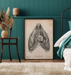 Art d'anatomie du cœur et des poumons III