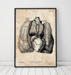 Art d'anatomie du cœur et des poumons IV