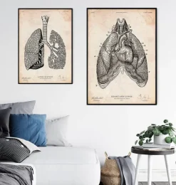 Art d'anatomie du cœur et des poumons III
