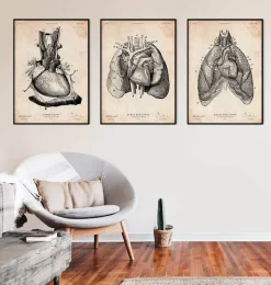 Art d'anatomie du cœur et des poumons I