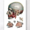 Art d'anatomie tête et nez géométrique