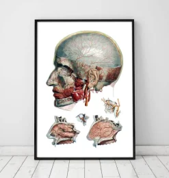 Art d'anatomie tête et nez géométrique