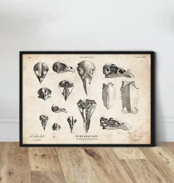 Art de crânes d'oiseaux