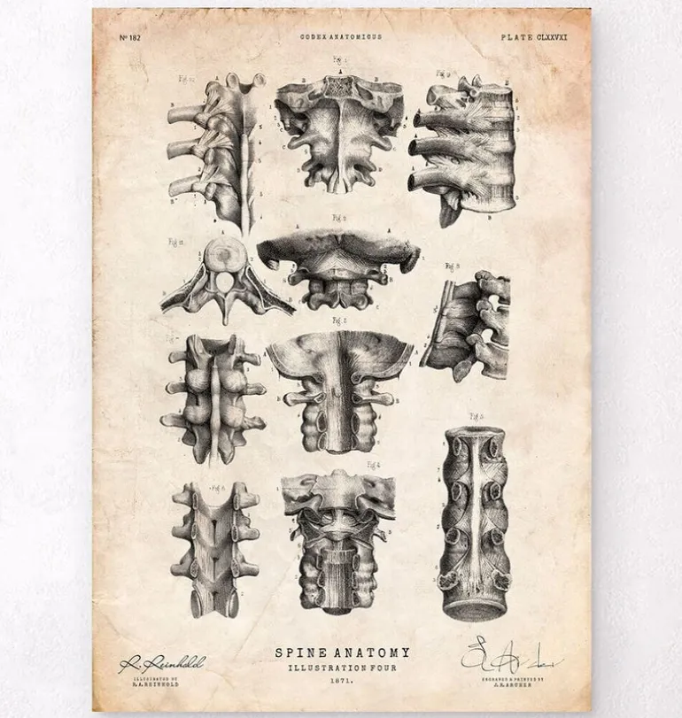 Art de l'anatomie de la colonne vertébrale