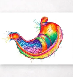 Art de l'anatomie de l'estomac - Aquarelle