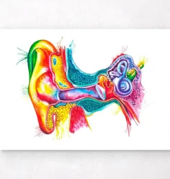 Art de l'anatomie de l'oreille - Aquarelle