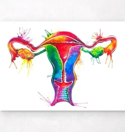 Art de l'anatomie de l'utérus - Aquarelle