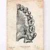Art de l'anatomie dentaire