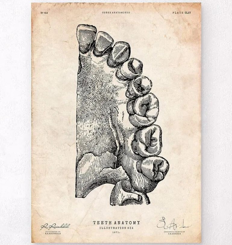 Art de l'anatomie dentaire