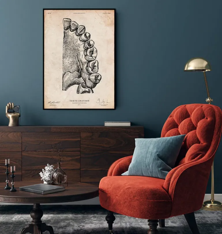 Art de l'anatomie dentaire