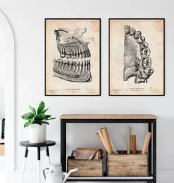 Art de l'anatomie dentaire