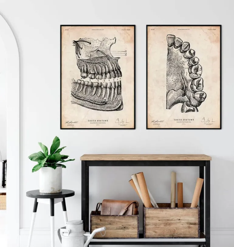 Art de l'anatomie dentaire