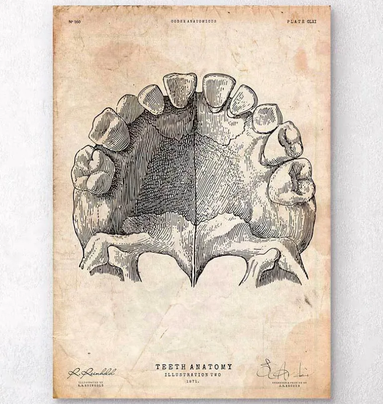 Art de l'anatomie des dents