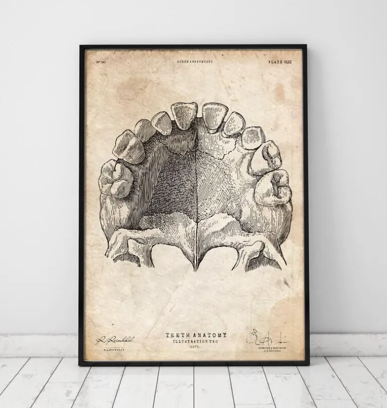 Art de l'anatomie des dents