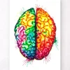 Art de l'anatomie du cerveau II - Aquarelle
