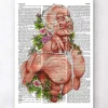 Art de l'anatomie du corps masculin - Page du dictionnaire