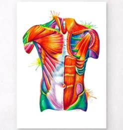 Art de l'anatomie du torse - Aquarelle