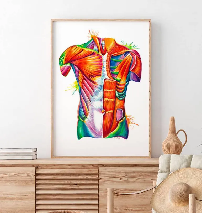 Art de l'anatomie du torse - Aquarelle
