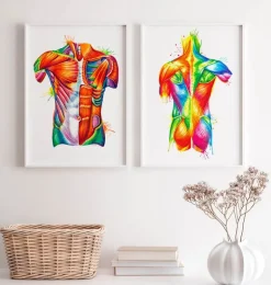 Art de l'anatomie du torse - Aquarelle