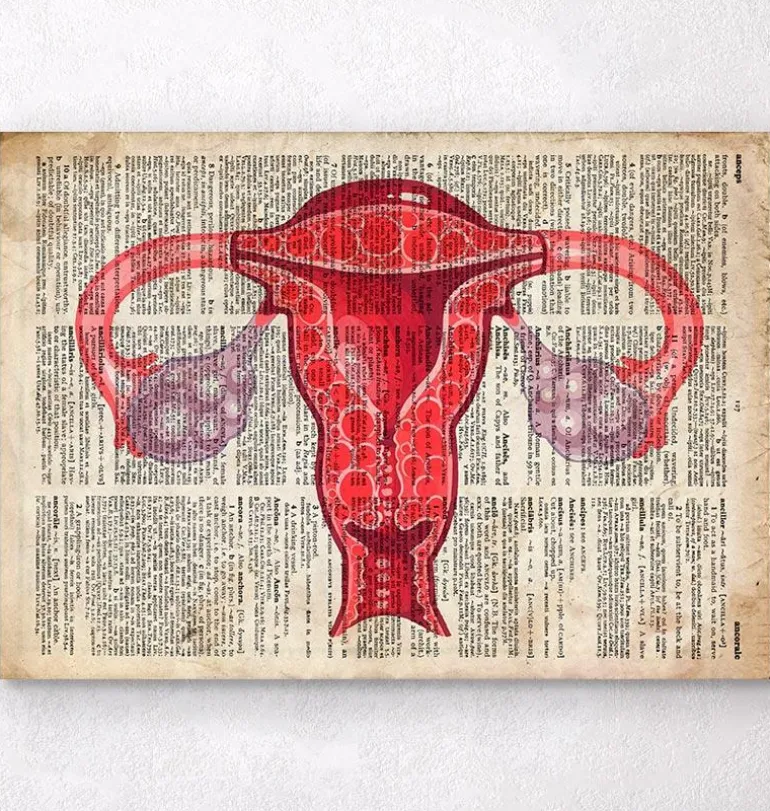 Art de l'anatomie utérine - Dictionnaire