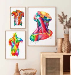 Art des muscles du cou - Aquarelle
