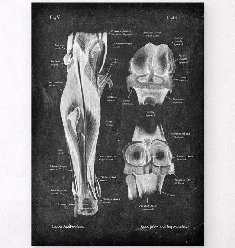 Articulation du genou et muscles des jambes - Chalkboard