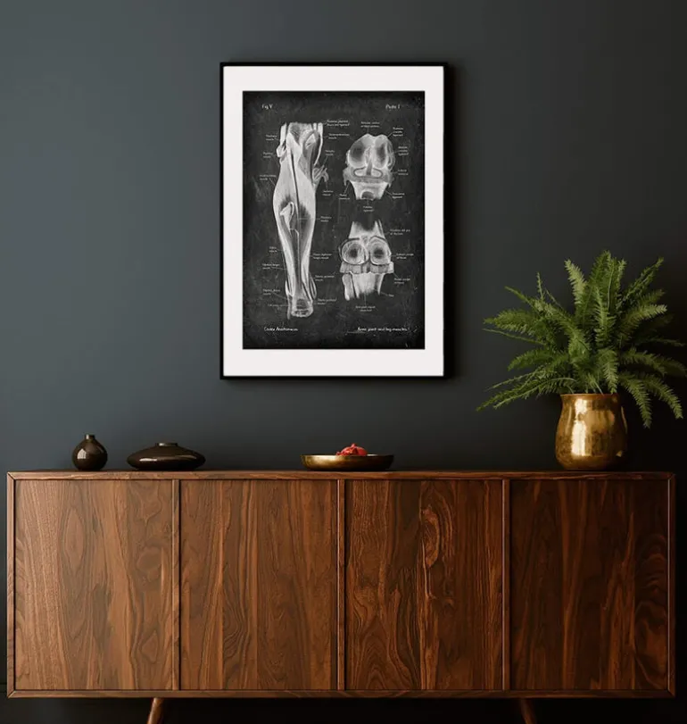 Articulation du genou et muscles des jambes - Chalkboard