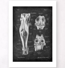 Articulation du genou et muscles des jambes - Chalkboard
