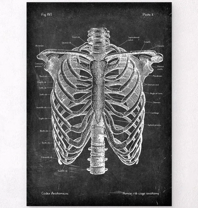 Cage thoracique - Chalkboard