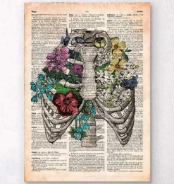 Cage thoracique - Page du dictionnaire