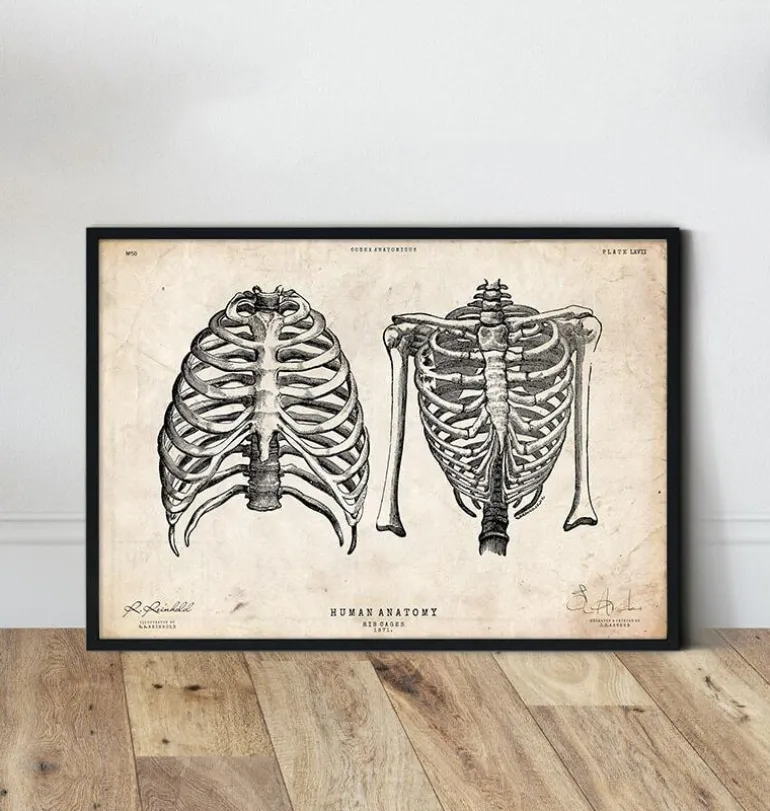 Cage thoracique art II