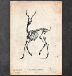Cerf squelette II