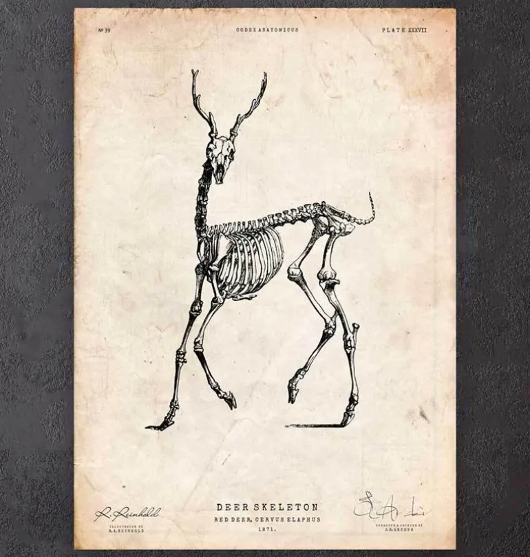 Cerf squelette II