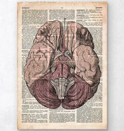 Cerveau - Page du dictionnaire