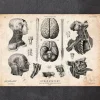 Cerveau, colonne vertébrale et tête